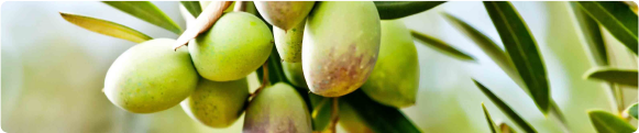 ARBEQUINA